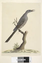 Página 59. Tamanho natural, as penas da cabeça, pescoço e peito são pontiagudas. Brush Wattle, Bird Anthochaera chrysoptera, 1791-92