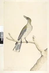 Página 5. Oriolus mimetis. título acima em mão diferente Tamanho natural. Julho, íris duvidosa Olive, Backed Oriole Oriolus sagittatus, 1791-92