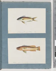 Página 5. Peixes não identificados 6. Peixes não identificados