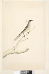 Página 60. Junho. Reduzido em escala para metade do tamanho natural Red Wattle, Bird Anthochaera carunculata, 1791-92