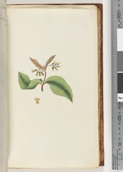 Página 60. Planta não identificada