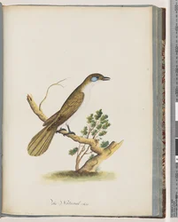 Página 61. Honeyeater de rosto azul. Turdus cyanoris. Tordo de bochechas azuis