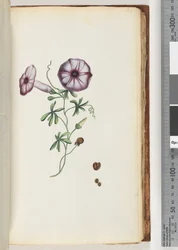 Página 63. Convolvulus