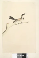 Página 63. Maio. Tamanho natural Tawny Crowned Honeyeater Phylidonyris melanops, 1791-92