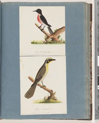 Página 64. Robin branco. Mosca Crythrogastra. 65. Nuthatch de tufos amarelos. New Holland Mnscicapa