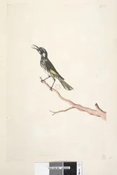 Página 65. Maio, tamanho natural Yellow Winged Nuthatch Meliornis novo, Holanda, 1791-92