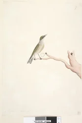 Página 66. Agosto. Tamanho natural cinza, backed Silvereye Zosterops lateralis, 1791-92