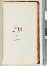 Página 66. Viola aphylla - Violeta Selvagem
