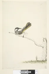 Página 67. Tamanho natural, June White, Cheeked Honeyeater Phylidonyris nigra, 1791-92