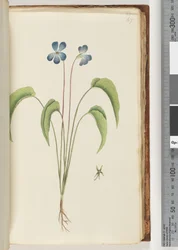 Página 67. Planta não identificada