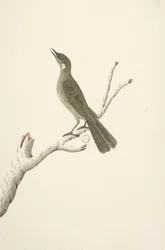 Página 68. Tamanho natural, August Lewin Honeyeater Meliphaga Lewinii, 1791-92