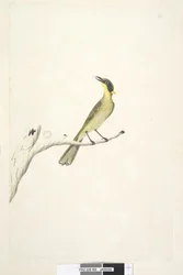 Página 69. Tamanho natural. Íris duvidosa amarela, comedor de mel tufado Lichenostomus melanops, 1791-92