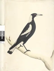 Página 6. Barita. acima do título na mão diferente de maio. Tamanho natural Preto, pega com costas Gymnorhina tibicen, 1791-92