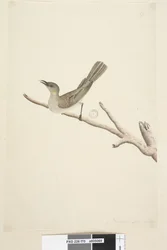 Página 70. Tamanho natural. August Fuscous Honeyeater Lichenostomus fuscus, 1791-92