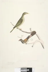 Página 72. 1. Meliphaga. 2. Muscicapa. Tamanho natural. Iris de ambos duvidosos. Bell Miner Manorina melanophrys e Rhipidura rufifrons, 1791-92