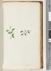 Página 73. Lobelia