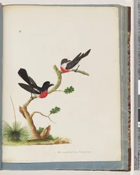 Página 73. Scarlet Robins