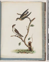 Página 74. Aves não identificadas