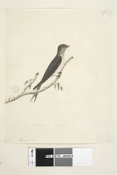 Página 76. Hirundo. no centro inferior em mão diferente Janeiro Tamanho natural Bem-vindo Andorinha Hirundo neoxena, 1791-92