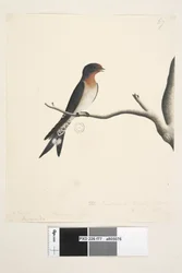 Página 77. Hirundo. título acima em março de mão diferente. Tamanho natural. na parte inferior direita em terceira mão The Swallow ou Martin de NS Wales. Bem-vindo Andorinha Hirundo neoxena, 1791-92
