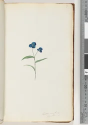 Página 7. Commelina capillaris