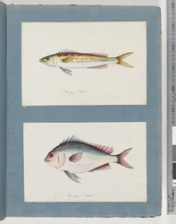 Página 7. Peixes não identificados. 8. Peixes não identificados