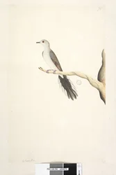 Página 80. Columba. acima do título na mão diferente de maio. Tamanho natural Diamond Dove Geopelia cuneata, 1791-92