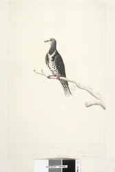 Página 81. Wunga, Wungee Pigeon. Desenhado pela escala de 1-2 do tamanho natural. Dois desses Pidgeons foram vistos agora pela primeira vez em dezembro de 1791 .... semelhante a ... Wonga Pigeon Leucosarcia melanoleuca, 1791-92