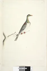 Página 84. Pidgeon da Ilha Norfolk desenhada à escala de 1-2 do tamanho natural. Iris duvidosa Ilha Norfolk Pombo Hemiphaga novaeseelandiae spadicea, 1791-92