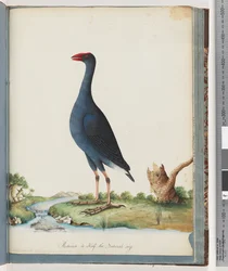 Página 84. Purple Swamphen. Gallinule Roxo