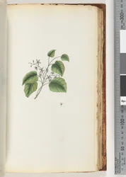 Página 88. Planta não identificada