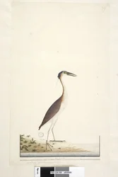 Página 89. Ardea .. .. Noite de Nankeen, Heron Nycticorax caledonicus, 1791-92