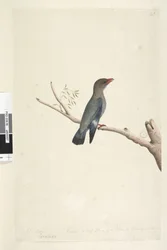 Página 8. Coraciae. ao longo da borda inferior na mão diferente de outubro. Reduzido à metade do tamanho do pássaro, o desenho foi tirado de Dollar, Bird Eurystomus orientalis, 1791-92