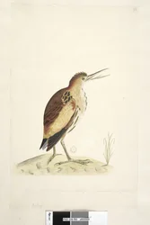 Página 90. Ardea. ao longo da borda inferior em mão diferente O tamanho do pássaro do qual o desenho foi tirado, que podia estender seu pescoço dez centímetros de comprimento. Little Bittern Ixobrychus minutus, 1791-92