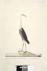 Página 91. Ciconia. título acima em outra mão Dezembro, íris duvidosa Branca, Garça Pescoço Ardea pacifica Notophoyx pacifica, 1791-92