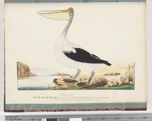 Página 92. Australian Pelican