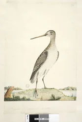 Página 92. Scolopax. título acima na mão diferente de dezembro. Tamanho natural, íris duvidosa. Japonês Snipe Gallinago hardwicki, 1791-92
