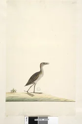 Página 93. Rallus. título acima na mão diferente de agosto. Tamanho natural Marsh Crake Porzana pusilla, 1791-92