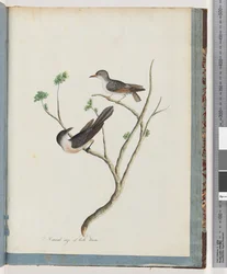 Página 94. Aves não identificadas