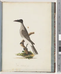 Página 95. Noisy Friarbird. Honeyeater com botão frontal