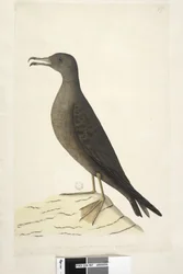 Página 97. Pássaro da Ilha Norfolk comumente chamado de pássaro carneiro, tamanho natural Cunha, Puffinis Pacificus de Shearwater, 1791-92