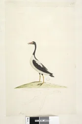 Página 98. Anas. ao longo da borda superior em outra mão Este pássaro é do tamanho de um ganso. Abaixo está um esboço do pé desenhado no tamanho natural Pied Goose Anseranas semipalmata, 1791-92