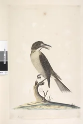 Página 9. Vanga. no canto superior esquerdo em outra mão julho, tamanho natural Grey Butcher, Bird Cractius torquatus fêmea, 1791-92