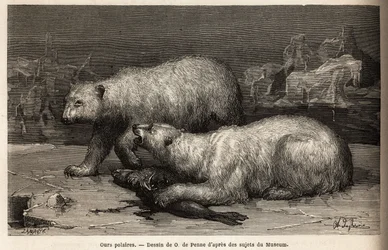 Ursos polares na bolsa de gelo, batendo numa foca que acabaram de apanhar. Gravura para ilustrar a viagem ao mar livre do pólo Ártico, pelo Dr. Hayes, cirurgião da Marinha dos Estados Unidos, em 1860-1862, publicada no "Le tour du monde, nouveau journal de