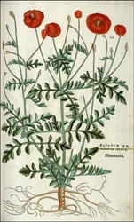 Poppy in - in "De Historia Stirpium commentarii badges,..." de Leonhart Fuchs