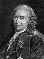 Retrato de Carl Von Linné, naturalista e escritor sueco (1707 - 1778). Gravura de Sd. do século XIX.