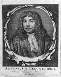 Retrato do comerciante e estudioso holandês Antoine van Leeuwenhoek (ou Leeuvenhoek Leeuwenhoeck) (ou Antoni ou Anthonie) (1632-1723) Gravura de "Investigatio Arcanorum" 1722.