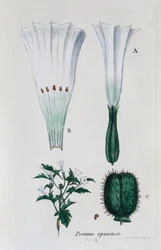 Datura (datura, jimsonweed comum)