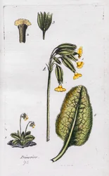 Prímula