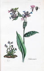 Pulmonar